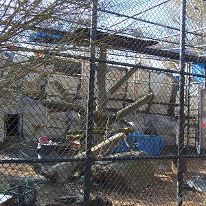 Predators- New Holding Building for Leopard