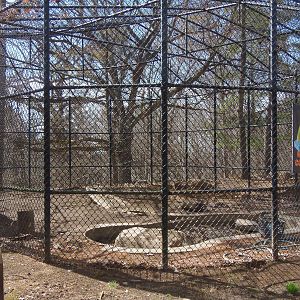Predators- Upcoming Amur Leopard Exhibit #2