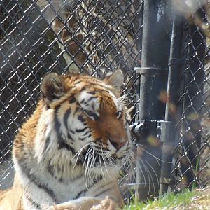 Predators- Naka Relaxes