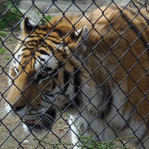 Predators- Soon to be Birthday Boy