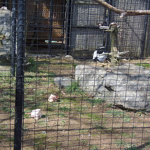 Andean Condor Enrichment