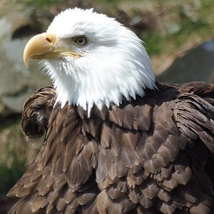 Alligator Alley- Bald Eagle