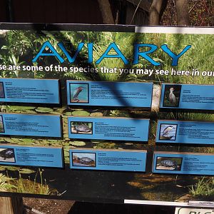 Alligator Alley- Species in the Aviary