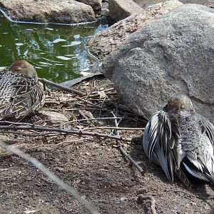 Alligator Alley- Sleeping Pintails
