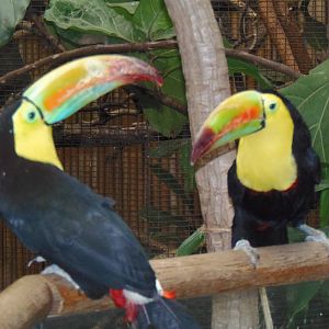 South American Rainforest- Toucan Duo