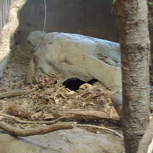 South American Rainforest- Agouti Nest
