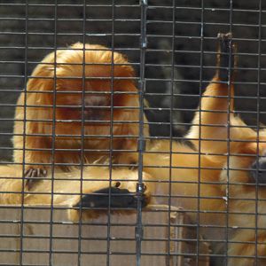 South American Rainforest- Golden-Lion Tamarins Grooming