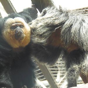 South American Rainforest- White-Faced Saki Grooming