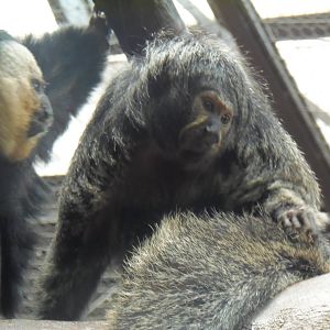 South American Rainforest- New Female Saki