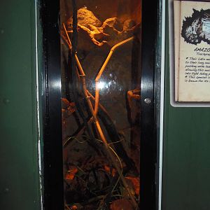 South American Rainforest- Amazon Milk Frog Exhibit