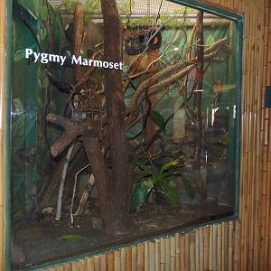South American Rainforest- Pygmy Marmoset Exhibit