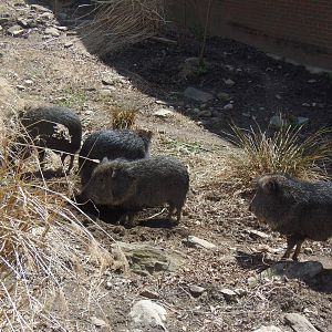 Chacoan Peccary Herd