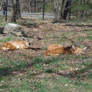 Maned Wolves Napping