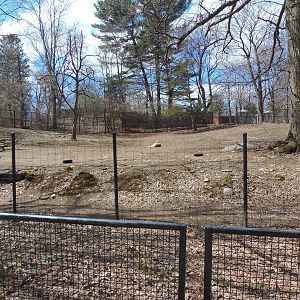North American Plains- Pronghorn Exhibit