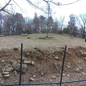 North American Plains- Bison/Deer Exhibit