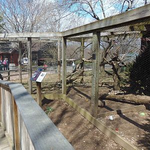New England Farmyard- Northern Raven Exhibit