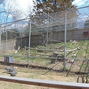 New England Farmyard- Snowy Owl Exhibit