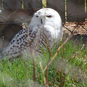 New England Farmyard- Female Snowy Owl