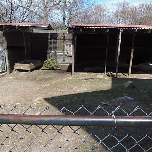 New England Farmyard- Dexter Cow Exhibit