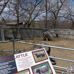 New England Farmyard- Greater Rhea Exhibit