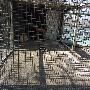 New England Farmyard- Domestic Poultry Coop #2