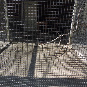 New England Farmyard- Domestic Poultry Coop #3