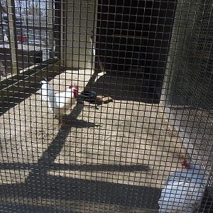 New England Farmyard- Domestic Poultry Coop #4