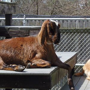 New England Farmyard- Nubian Goat