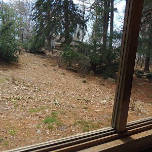 WOLF- Upcoming Mexican Gray Wolf Exhibit