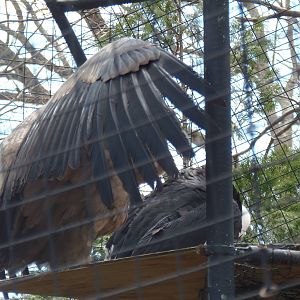 Condor Courting Behavior?