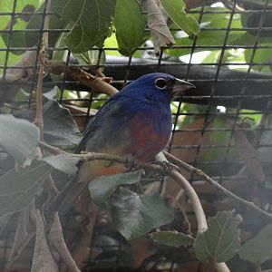 unknown bird species?