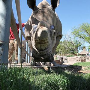 female white rhino