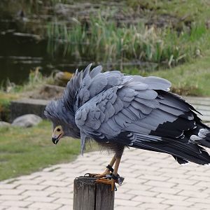 African harrier-hawk