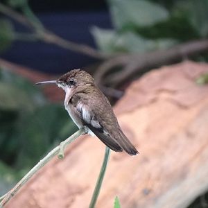 White-chinned sapphire