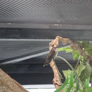 White-chinned sapphire