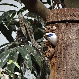 Bali starling