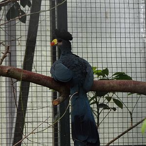 Great blue turaco