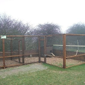 Filey Bird Garden and Animal Park, new aviary for Java Doves and Bantams 12