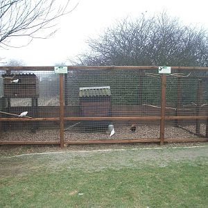 Filey Bird Garden and Animal Park, new aviary for Java Doves and Bantams 12