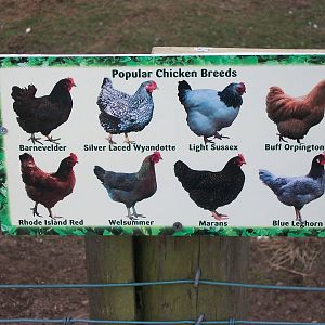 Filey Bird Garden and Animal Park, signage 12th April 2013