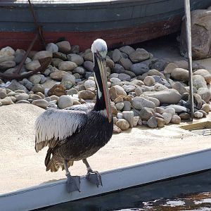 Peruvian Brown Pelican at Hannover, 23/03/13
