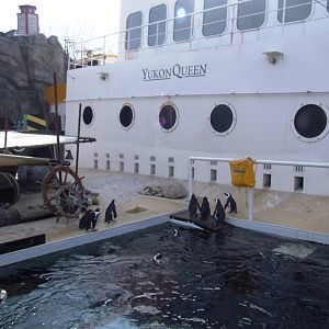 Penguin and Pelican Exhibit at Hannover, 23/03/13