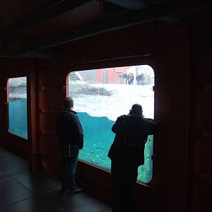 Pinniped Exhibit Underwater Viewing at Hannover, 23/03/13