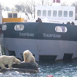 Yukon Queen with Polar Bears at Hannover, 23/03/13
