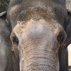 Asian Elephant Bull at Hannover, 23/03/13