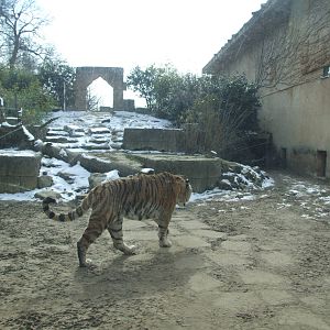 Tiger Exhibit at Hannover, 23/03/13