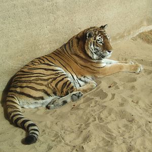 Amur Tiger at Hannover, 23/03/13