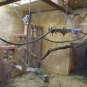 Langur Exhibit at Hannover, 23/03/13