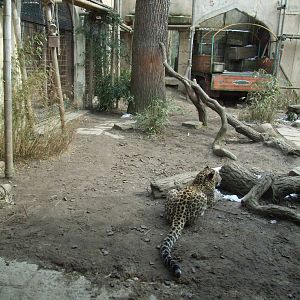 Leopard Exhibit at Hannover, 23/03/13