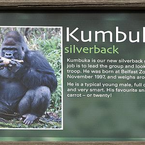 Kumbuka's panel on gorilla sign board